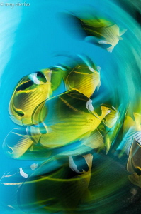 Slow Shutter and Whipped Butter (Butterflyfish) by Tony Cherbas 
